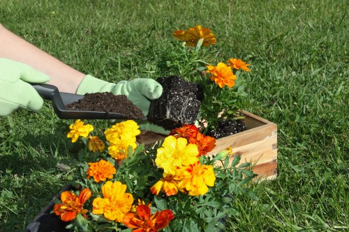 A person wearing green gardening gloves is planting a flowering plant into a rectangular wooden garden bed situated on a well-maintained grassy lawn. The plant has vibrant orange and yellow blooms, and the person is holding a small trowel filled with dark soil, preparing to position the plant within the bed. The surrounding lawn is lush and green, with the background showing more grass and natural outdoor space, indicating a typical garden environment in Chessington. The scene captures outdoor gardening activity, highlighting tasks such as planting and garden care, consistent with services offered by Lawn Mowing Chessington within the local area. Natural daylight illuminates the scene, emphasizing the rich green tones of the grass and the bright, warm colors of the flowering plants, creating a vibrant and inviting landscaped outdoor space.