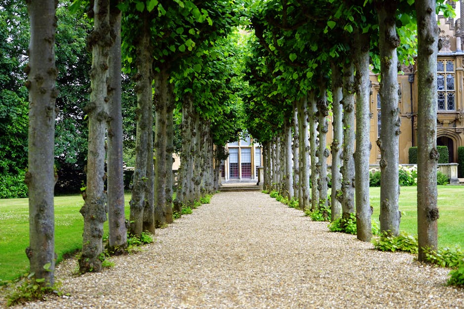A symmetrical garden pathway bordered by evenly spaced, young trees with light gray trunks and lush green foliage forming a canopy overhead. The ground is covered with light-colored gravel, creating a